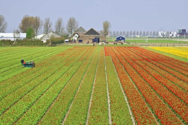 Netherlands, Lisse Tulip farm flower fields